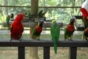 Kuala-Lumpur-Bird-Park